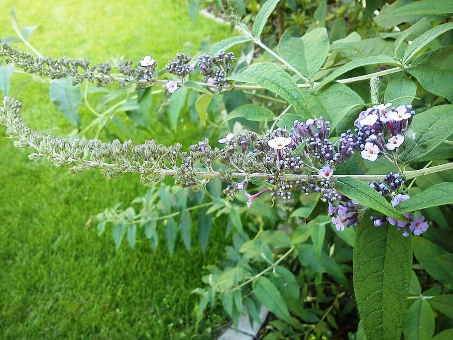 Butterfly bush