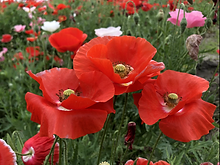 Indian Shirley Poppy_Biocarve Seeds