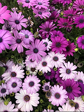 Osteospermum Ecklonis Mix_Biocarve Seeds