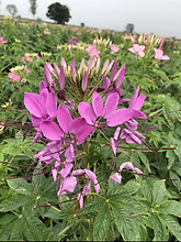 Cleome Spinosa Mix_Biocarve Seeds