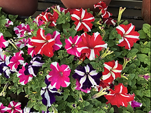Petunia N C Stars Mix_Biocarve Seeds