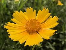 Coreopsis Mayfields Beauty_Biocarve Seeds