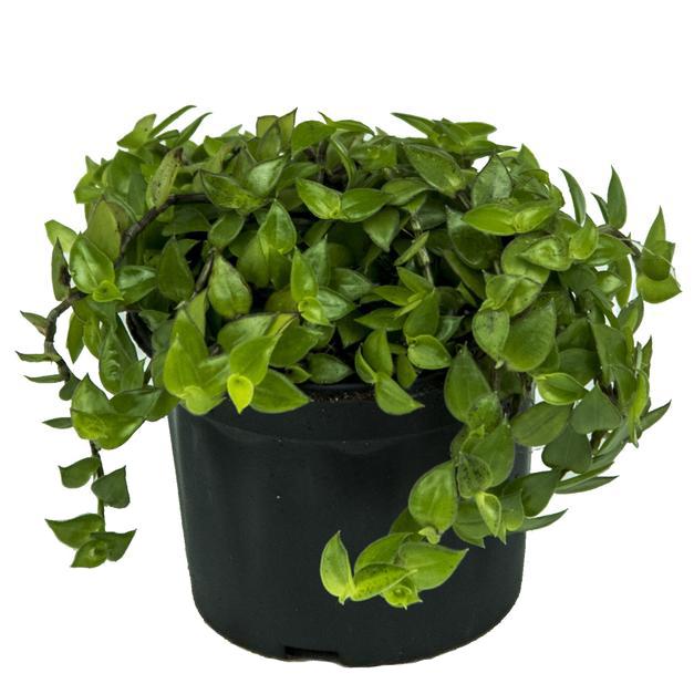 Pretty hanging basket | Callisia 'Itsy Bitsy Inch' green, Creeping inch plant, Tangled Hearts