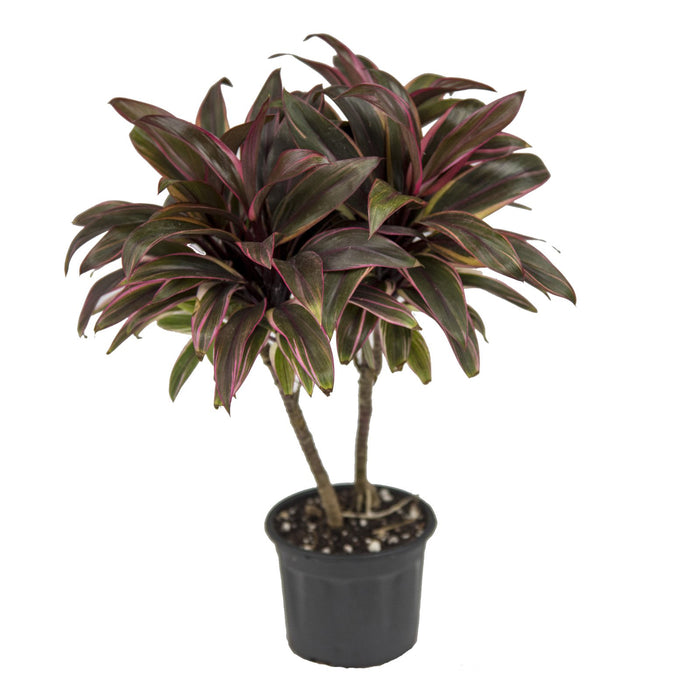 Cordyline fruticosa 'Chennai' (Compacta Red)