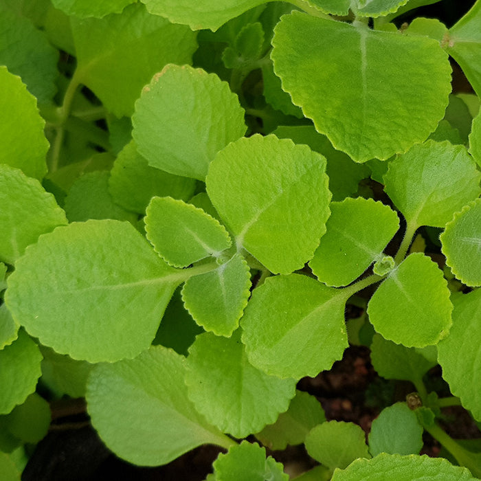Patta ajwain | Coleus amboinicus | Coleus sp.