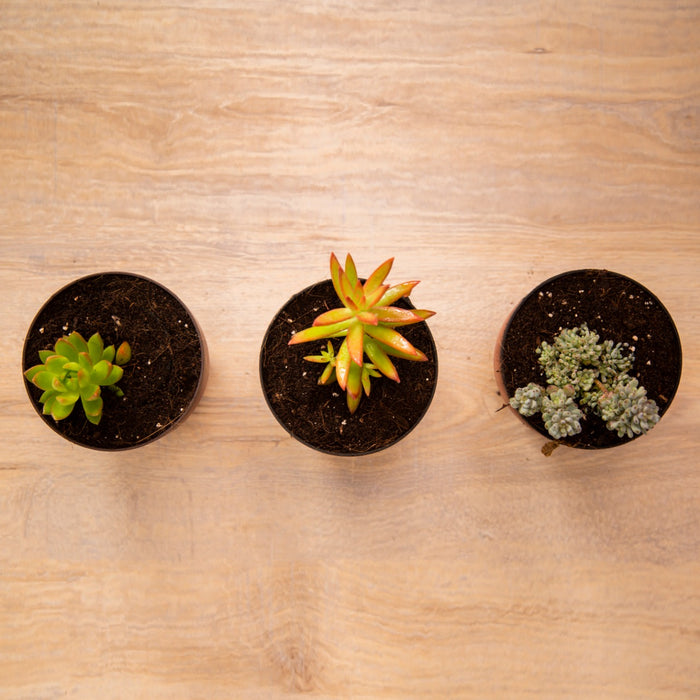 Cutie-patootie Indoors Combo/ Coppertone Sedum, Sedum Adolphii 'Firestorm', Sedum Silver