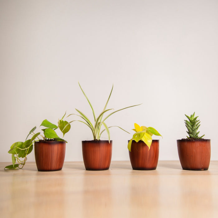 Spice up your Interior Combo / Aloe Vera 'Tiger tooth', / Spider Plant, / Philodendron Green, Philodendron Golden