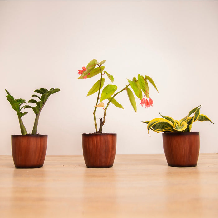 Gift of Love Combo / Angel Wing Begonia, / ZZ Plant, / Sansevieria Trifasciata 'Twister'