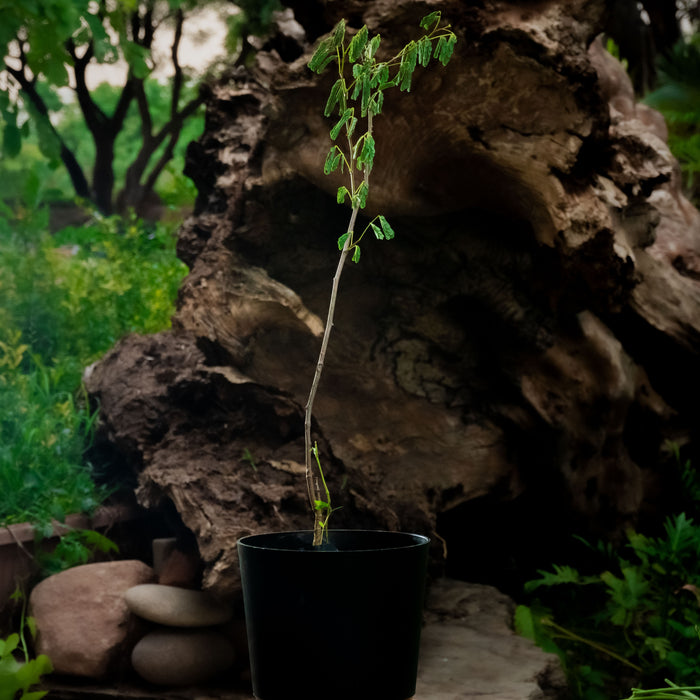 Red cutch tree | Acacia chundra