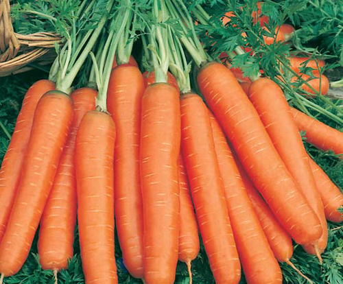 Carrot Orange Nenthus_Biocarve