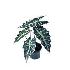 Alocasia Polly