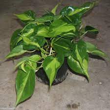 Philodendron Variegated