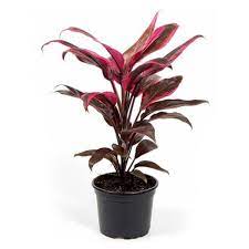 Dracaena Mahatma