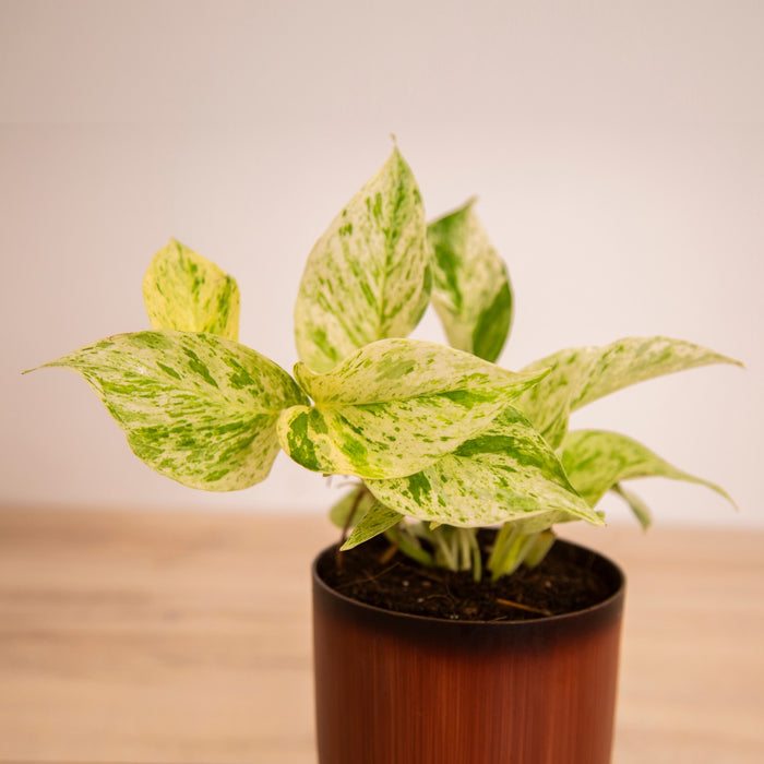 Blessings of Laxmi-ji / Money plant 'N-Joy, / Money plant 'Green'/ Money plant 'Marble / Money plant 'Golden'Queen' /