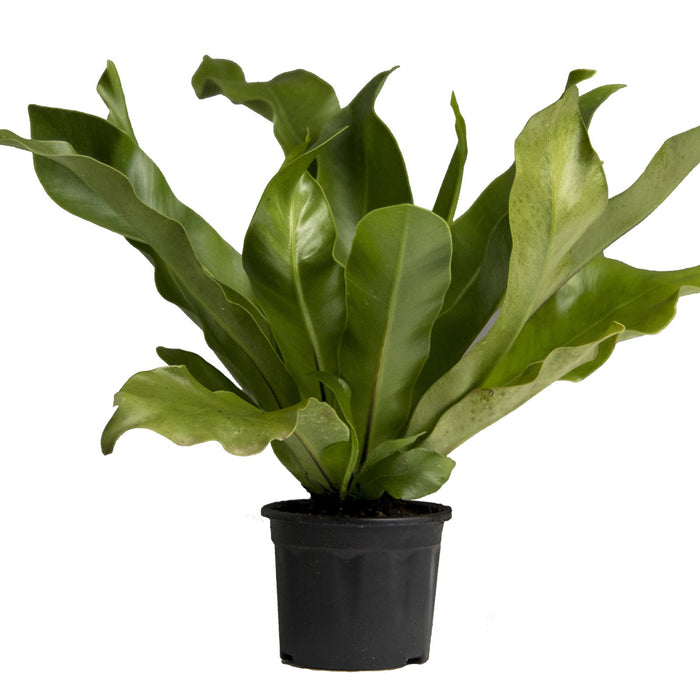 Bird nest fern | Asplenium Nidus