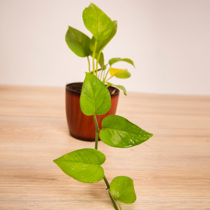 Blessings of Laxmi-ji / Money plant 'N-Joy, / Money plant 'Green'/ Money plant 'Marble / Money plant 'Golden'Queen' /