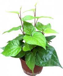 Betel Leaf plant