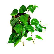 Betel Leaf plant