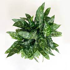 Aglaonema ‘Chinese Evergreen’