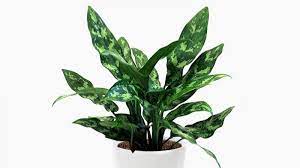 Aglaonema ‘Chinese Evergreen’