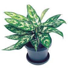 Aglaonema ‘Chinese Evergreen’