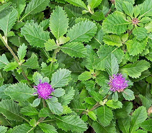 Kesavardhini Plant