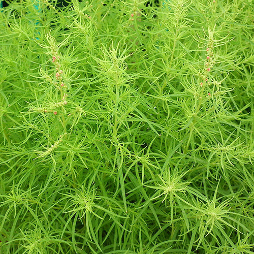 Kochia Fire Bush_Biocarve