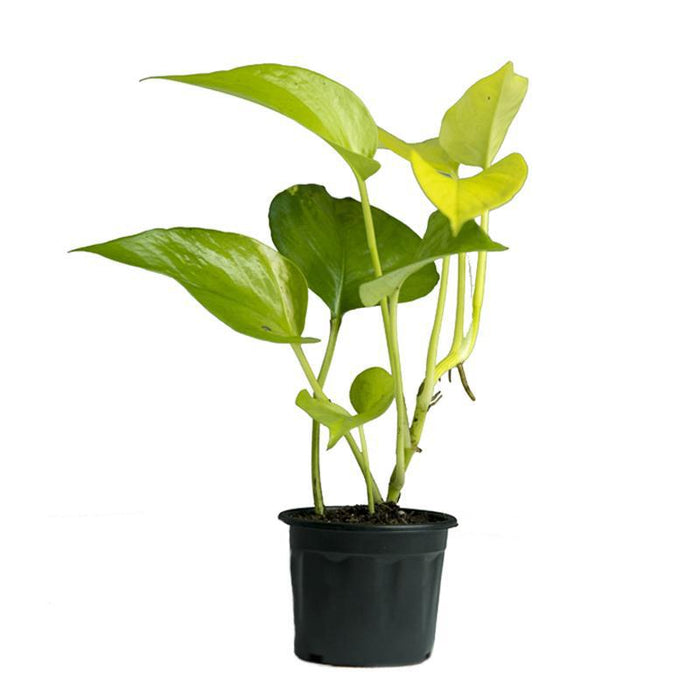 Serenity Air Purifiers | Money Plant Neon, Peace lily viscota, Money plant green
