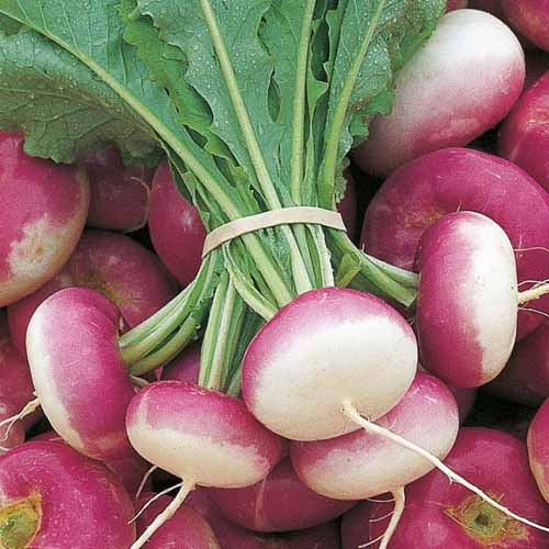 Turnip Purple Top_Biocarve
