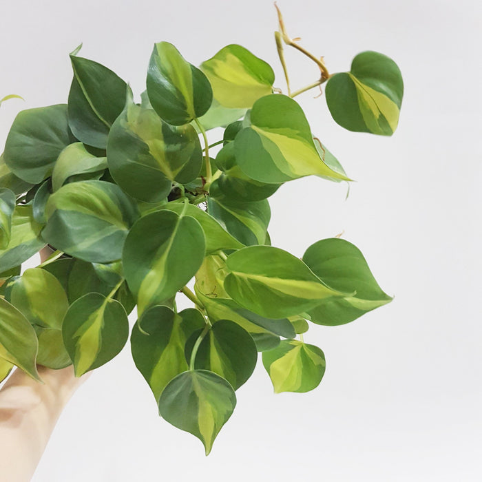 Philodendron Variegated