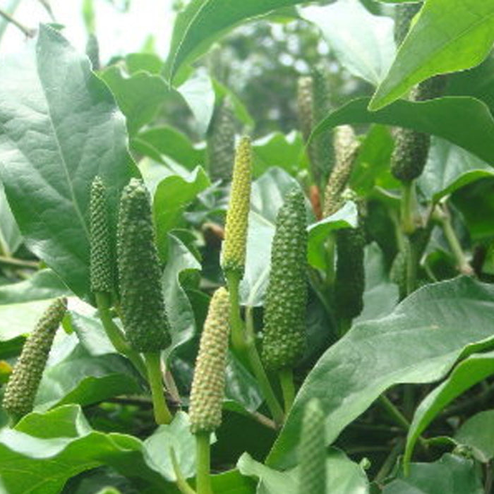 Immunity booster Combo plants | Ajwain, Pipali, Lemon grass