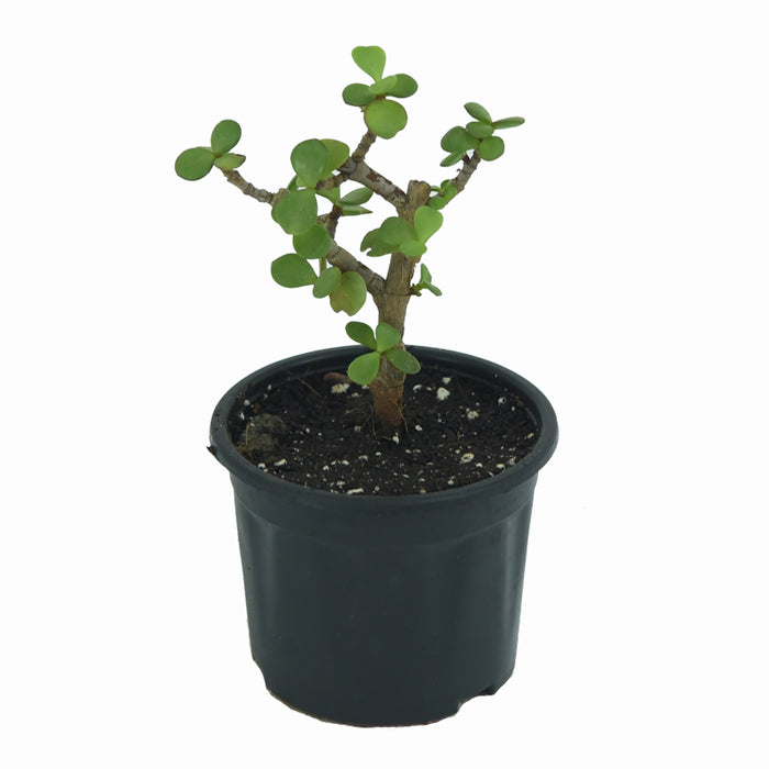 Jade plant bonsai | Portulacaria afra
