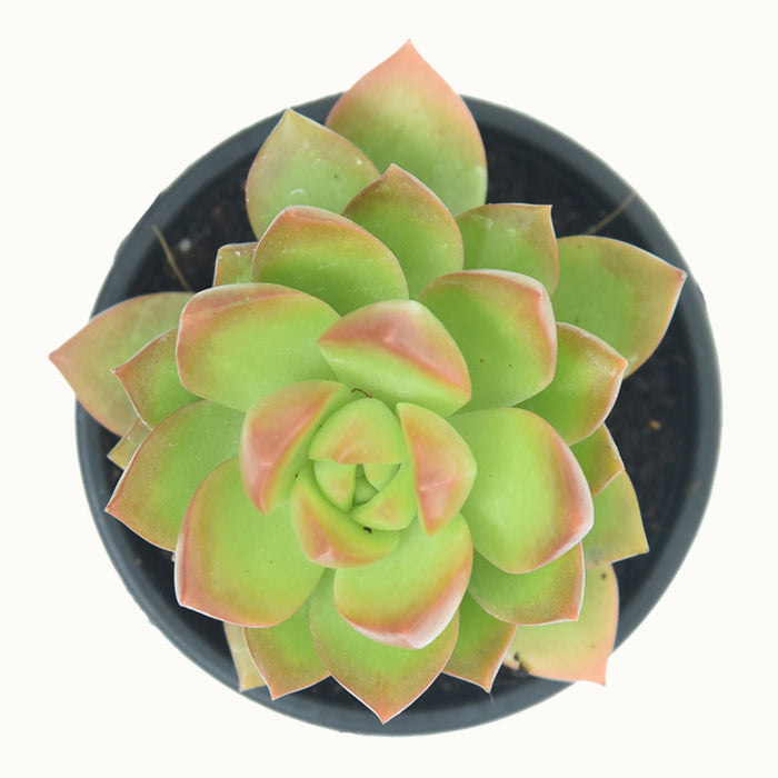 Sedum Golden Glow