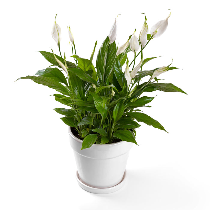 Peace lily viscota | Spathyphyllum viscota