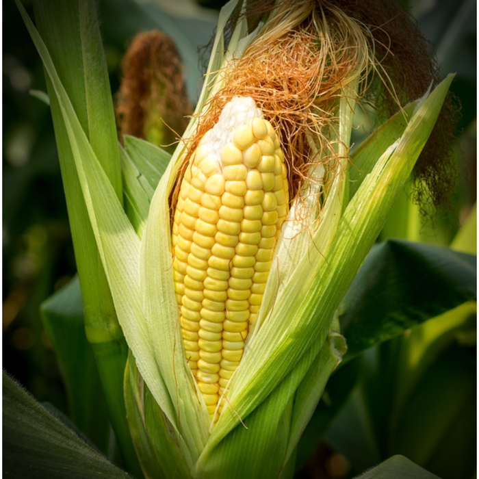 Sweet Corn_Biocarve